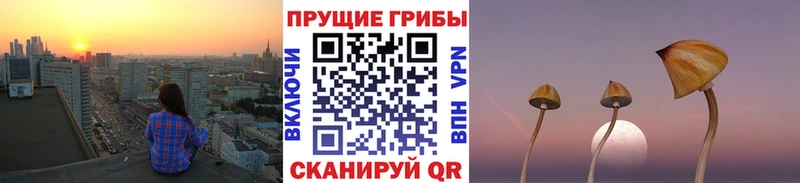 где купить Таштагол площадка Telegram Галлюциногенные грибы Psilocybe